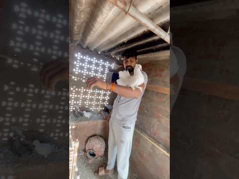 Kabutar 🕊️ lover Rajeev Khatana’s #automobile #song #comedy #kabootarba #funny #viral #facts