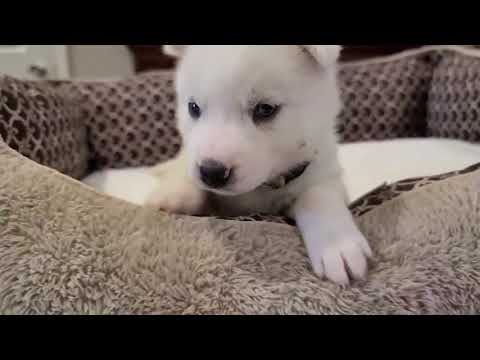White Siberian Husky Puppy - 4 weeks old