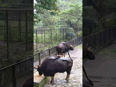 Indian gaur | Gaur | Bison #animals #gaur #wildlife #wildanimals #bison