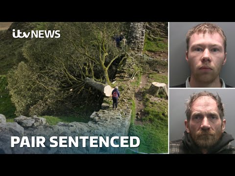 WATCH LIVE - Pair being sentenced for felling sycamore gap tree  | ITV News