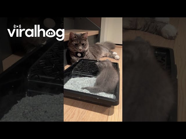 Involved Cat Dad Potty Trains Kitten || ViralHog