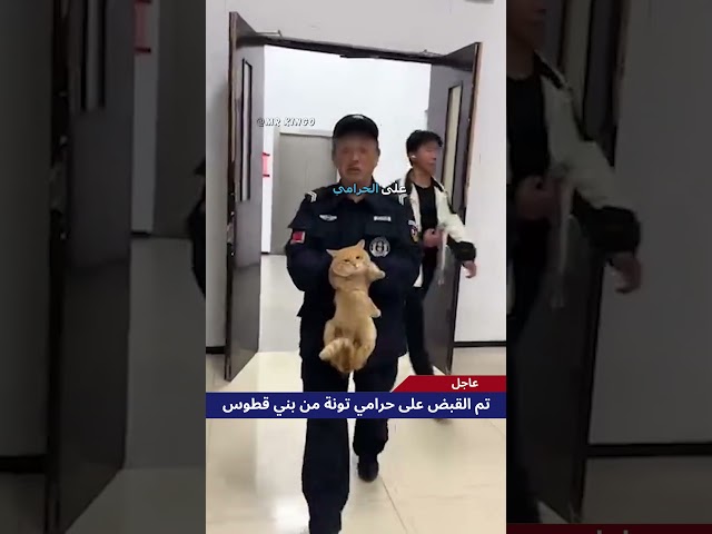 🗣️ قطوس الحرامي 😂 | #دبلجة_مضحكة #اكسبلور #السعودية #دوبلاج #my_kingo #shorts