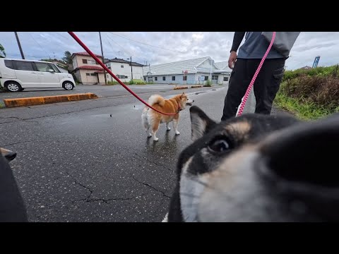 意外な場所と時間で子犬のこまちちゃんと出会った話 サムネイル