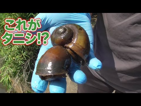 これがタニシ！？超巨大なモンスタータニシを捕獲せよ！茨城県のジャンボタニシ事情