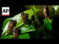 AP Explains Cicada Invasion Epicenter
