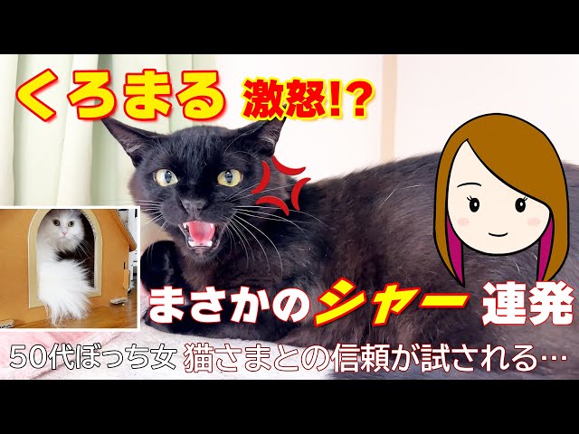 #ポン・なな・くろまるの関係悪化からしばらく。
部屋を仕切り、姿が見えないようにして暮らしていましたが、掃除のために一時的に開放することに。
するとポン＆なながくろまるの部屋に入り、匂いの確認をしはじめて――。

くろまるの鳴き声には「仲良くなりたい」気持ちが見えるような気もするけれど、ななちゃんはなかなか許してくれません。
そして最後には、あの“嫌われ母ちゃん”が、くろまるとの距離を縮めようとチャレンジします。
「シャー！」されながらも、少しだけ触れることができた足先…これも一歩の前進？

猫たちのペースで、ゆっくりでも確かに進む関係修復の記録です。
温かく見守っていただけたら嬉しいです🐱


👉 https://www.youtube.com/channel/UCGo1AJw8lUUuLkYKc3bct0w

📸 インスタ更新中〜！遊びに来てね！  
👉 https://instagram.com/obaba_cats
