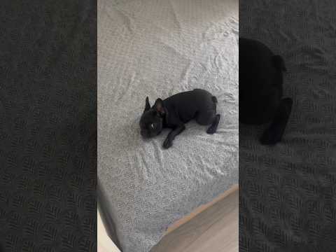 Just A BABY Frenchie🤕🐶#puppy#frenchie#frenchbulldog#funnydog#dogshort#barking#sound#
