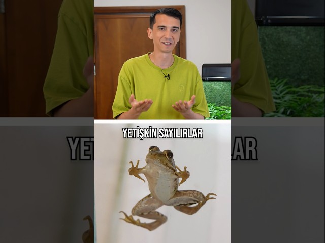 Kurbağaların yemek vakti! 🐸 4. Bölüm