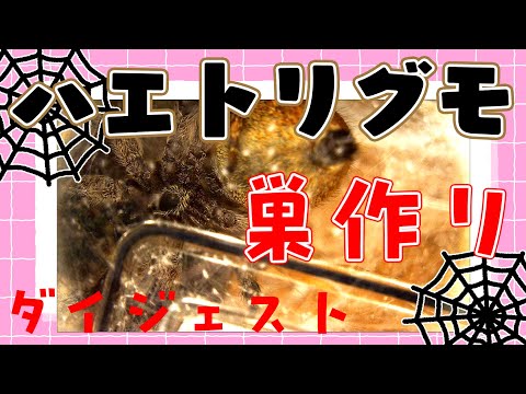 thumbnail_DmSpgJN2Gjo