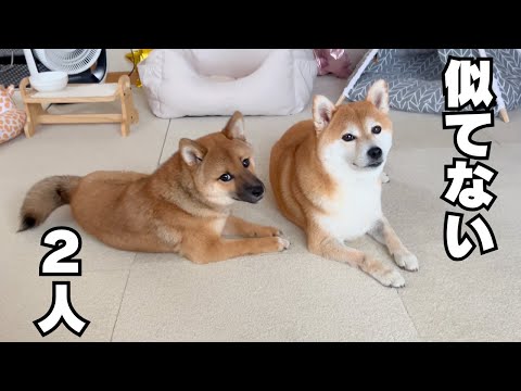 一緒に育ったはずなのに性格が正反対な４歳柴犬と生後半年の子犬