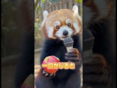 赤ちゃんレッサーパンダの鳴き声が意外？！リンゴ好きな理由は知ってる？