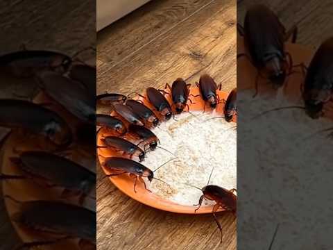 Cockroaches Hate This Simple Mixture #shorts #diy #cockroach
