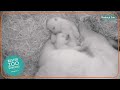 Polar bear twin cubs get active in German zoo  - 01:11 min - News - Video