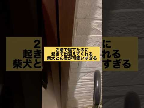 犬の動画サムネイル - 柴犬とん君、ほんとーにありがたいことです　#柴犬　#柴犬とん