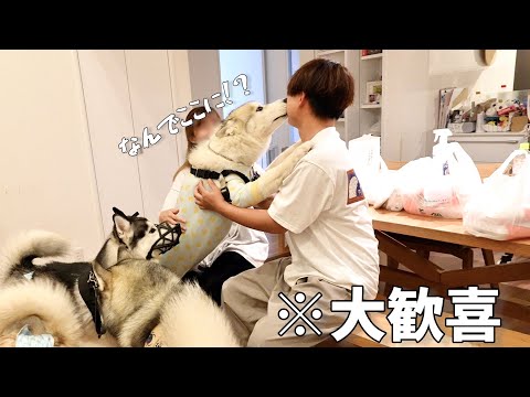 【合宿】大好きな友達のパパに数ヶ月ぶりに会ったら抱きついて大喜びww 【ハスキー10頭大集合】