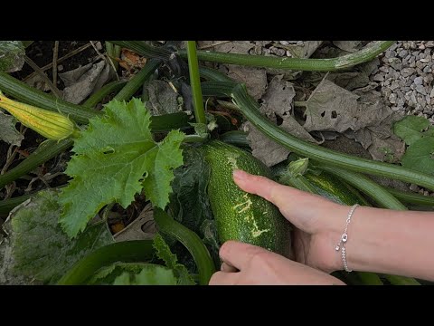 Bí em Nhi hái trong vườn cho Mijo ## cougette met ganalen