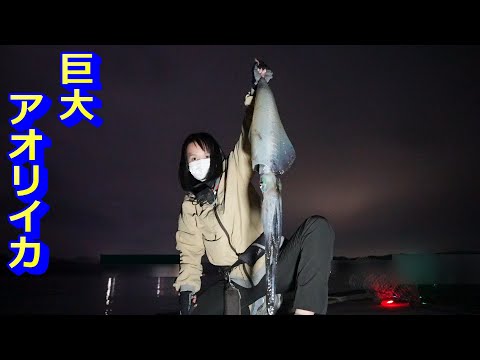 巨大なアオリイカが釣れた!自己記録大幅更新!
