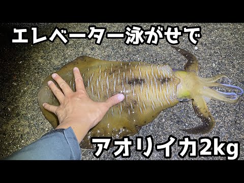 エレベーター泳がせでアオリイカ2kg