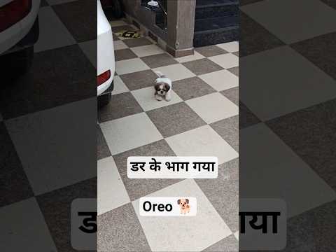 डर के भाग गयाoreo🐕#shorts #minivlog #viral#dog #comedy #funny #trending #shortvideo#ytshorts #top