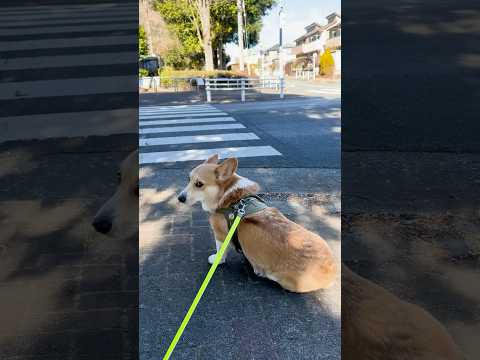 座って横断歩道を待つコーギー