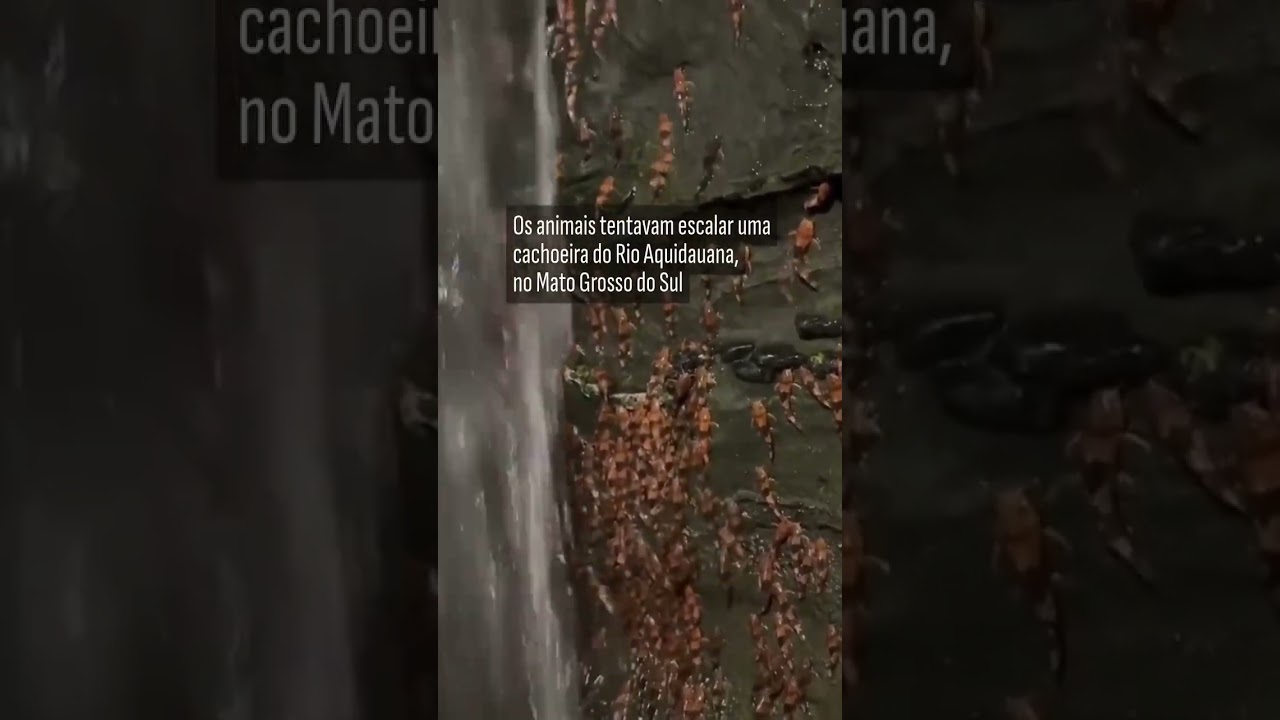 Peixe raro é flagrado escalando cachoeira em Mato Grosso do Sul; vídeo mostra cardume de bagres