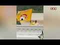 వైజాగ్ రుషికొండ పాలస్ పై టీడీపీ జెండా || TDP Flag On Vizag Rushikonda Palace || TDP Celebrations - 01:39 min - News - Video