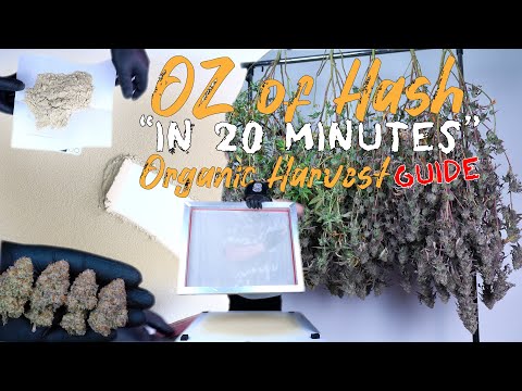 HARVEST DAY | MAKING AN OUNCE OF HASH IN 20 MINUTES