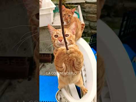 Due Gattini Rossi Giocano Con Un Legnetto: Troppo Belli!