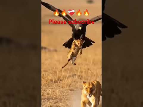 #maa Apne #bacchon #Se Kitna pyar #Karti Hai aap is #video mein #dekh sakte #hain #please ek #like