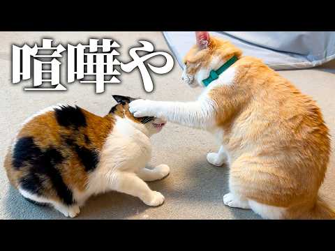 おめでたい報告をしようとした時、猫たちは喧嘩をしていた。
