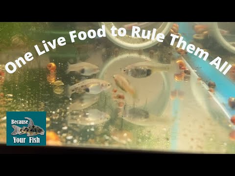 One Live Food to Rule Them All Scuds are my favorite live food for fish but my focus is on smaller community fish. Watch a wild typ