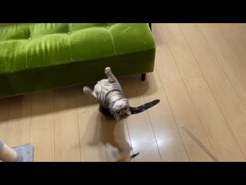 猫バウアー