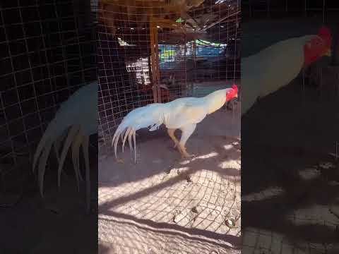 #yt#shiva#white#cock#fighter#pollachi#seval#like#subscribemychannel