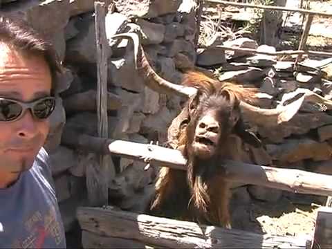 Man argues with spitting goat