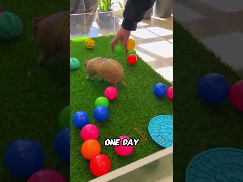 Armadillo Always Gets Bored No Matter What😭💔