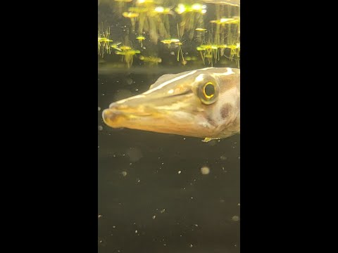 Pet Muskie Hand Feeding Live Fish! #shorts My Pet Muskie nearly bites my finger taking this minnow!

Be sure to subscribe for more! https_//bit