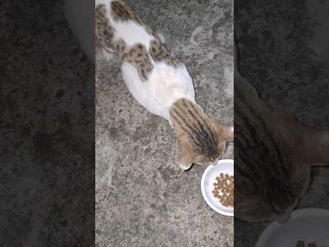 अपनी रियल आवाज  मे यह बिडियो अपलोड  करी है कमेंट कर के बताओ  कैसी लगी,,#लाइफ #स्टाइल #cat #love 🤗🥰