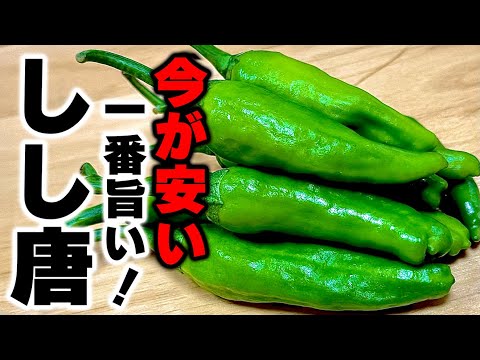 【材料２つだけ】この夏絶対に食べてほしい！旬のししとうを使った『ししとうのピリ辛炒め』の作り方！