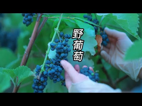 野葡萄 很多朋友吃过，有去采过的没？今天又是开心的一天，满满的收获！#新农人计划#秋天里的第一口鲜 #温暖又治愈的乡村生活