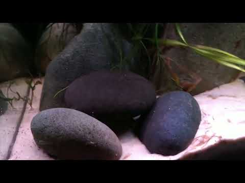 Follow up. Monday morning with more details. Going into a few more details of the rocks and wood I use in my aquariums.