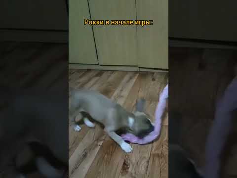 Амстафф Рокки#2 месяца#Amstaff