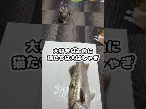 デカい魚を釣ったら猫たちの反応が凄すぎた #shorts #猫 #かわいい #誕生日フィッシュ #大喜び