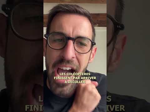 Les coléoptères au décollage !