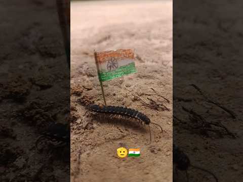 🫡🇮🇳😱yah Khatarnak kida desh ki jhanda lahra rahi hai dekho 😱😱 #india #khatarnak