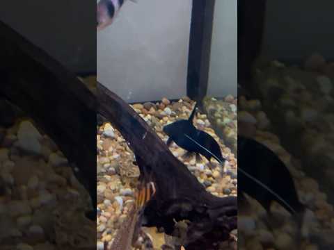 Pictus Catfish Attacks Black Lancer Catfish 