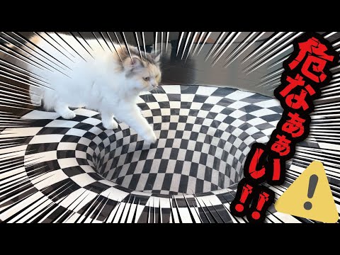 家の中に落とし穴がぁぁぁぁぁぁあああああ！！！！【関西弁でしゃべる猫】【猫アテレコ】
