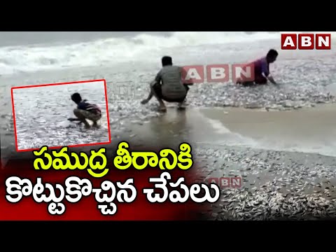 Cyclone Michaung: Sea fish washes up on Bapatla beach