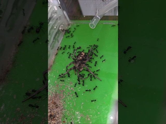 Je donne ma plus grande araignée aux Messor barbarus