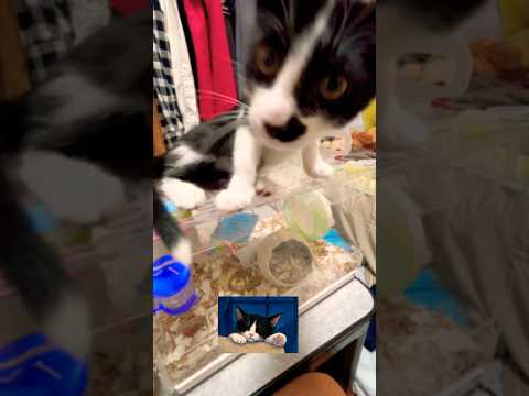 ハチ君のとぼけた顔が🥸笑えます#shots #hamster #元気になる動画 #モフ猫 #ハムスター #好きな子猫 #cat #癒し #キンクマ #ロボロフスキー #ハチワレ猫 、