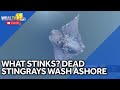 MDE investigates dead cownose stingrays